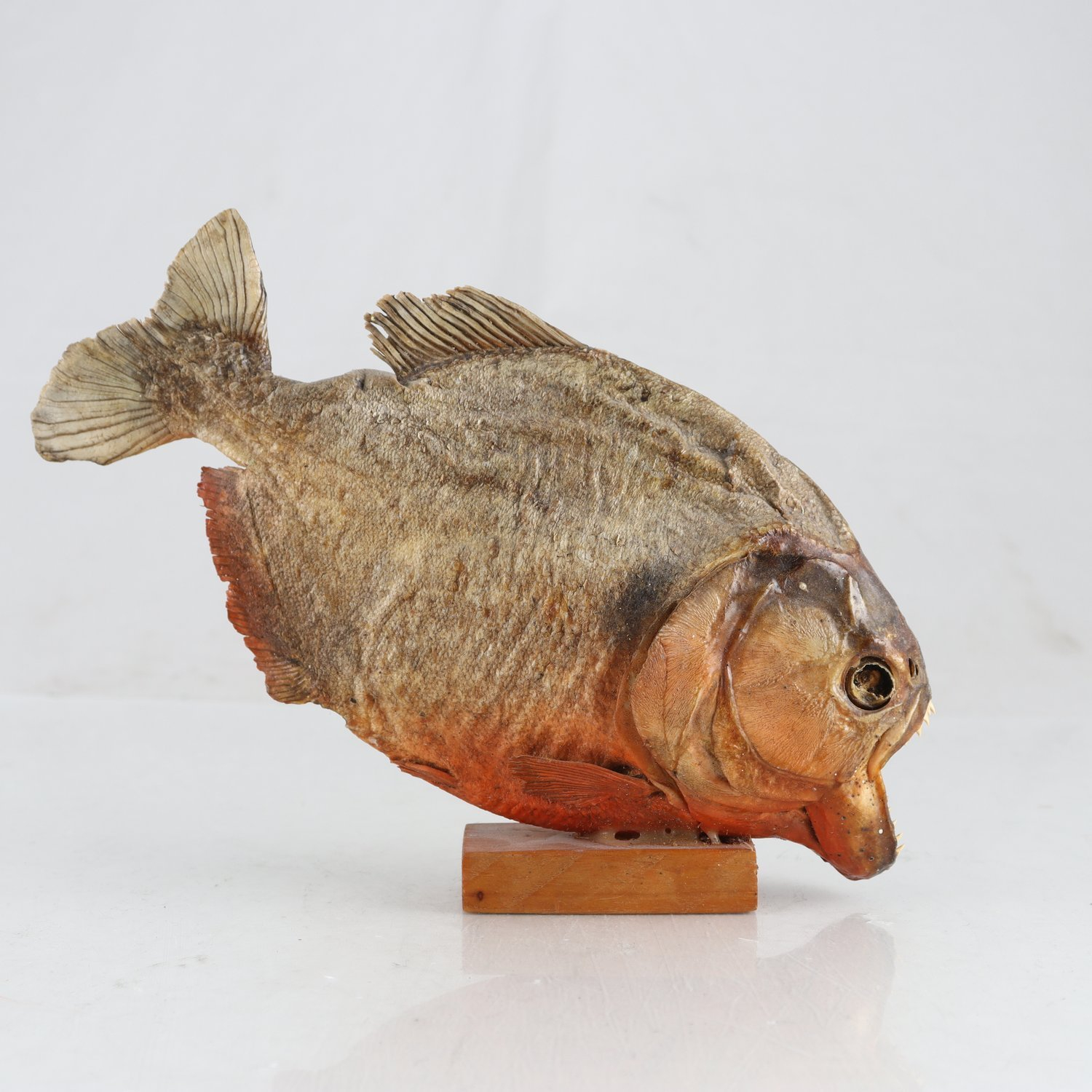 Piraya, taxidermi. Endast avhämtning.
