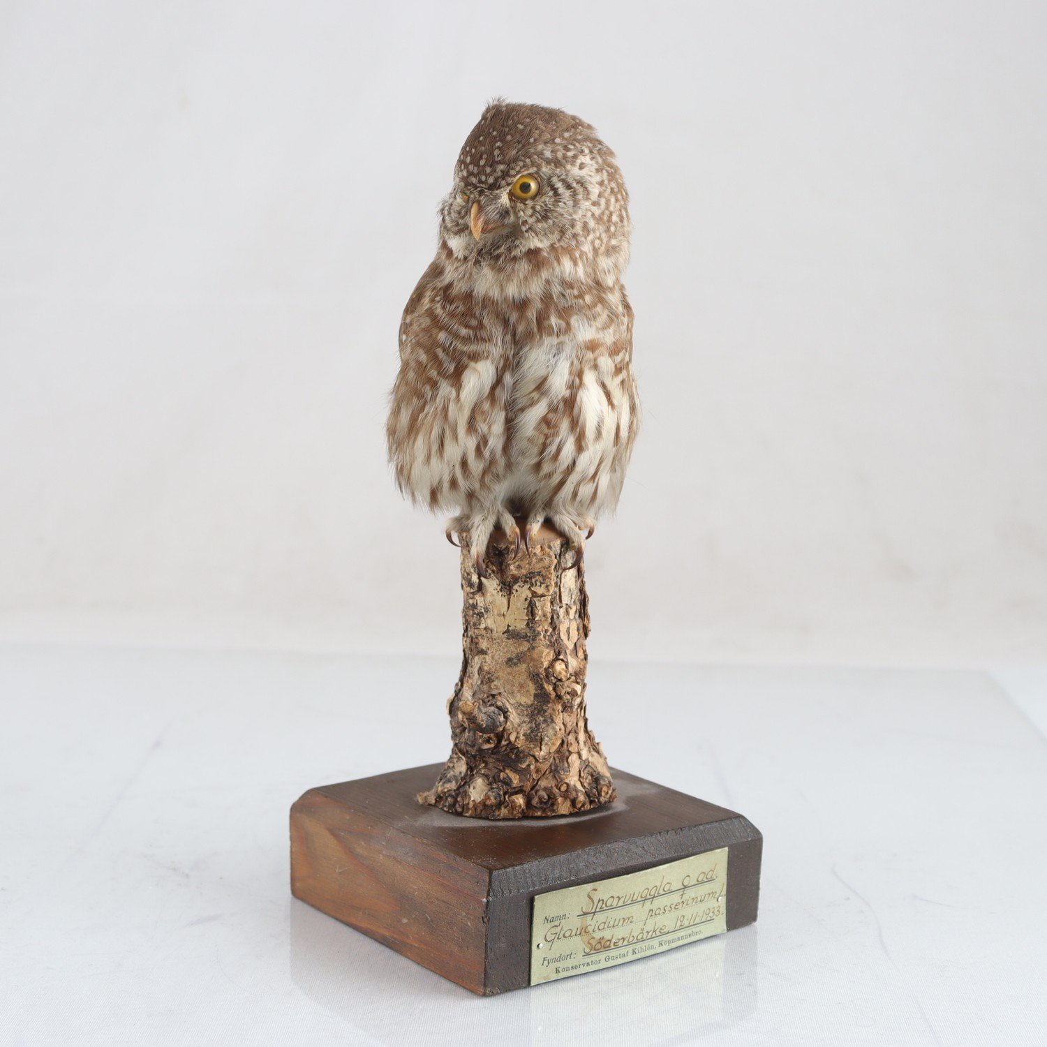 Sparvuggla, Taxidermi. Endast avhämtning.