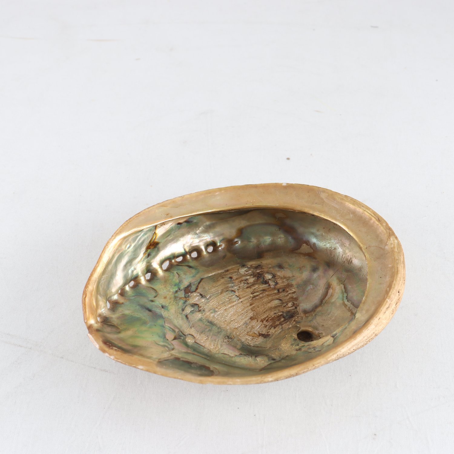 Snäcka, Havsöra/Abalone, Pärlemor