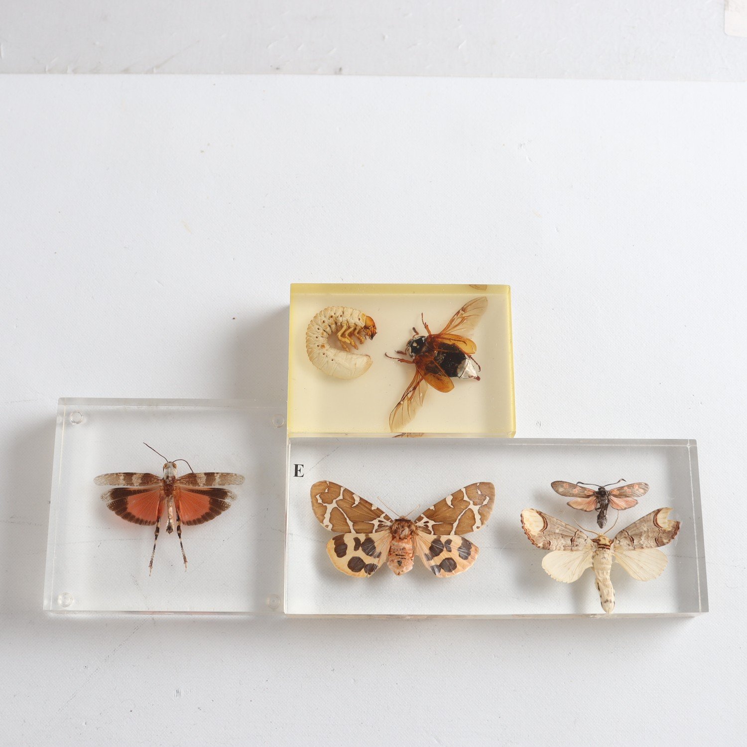 Displayer, insekter i plast, 3 st