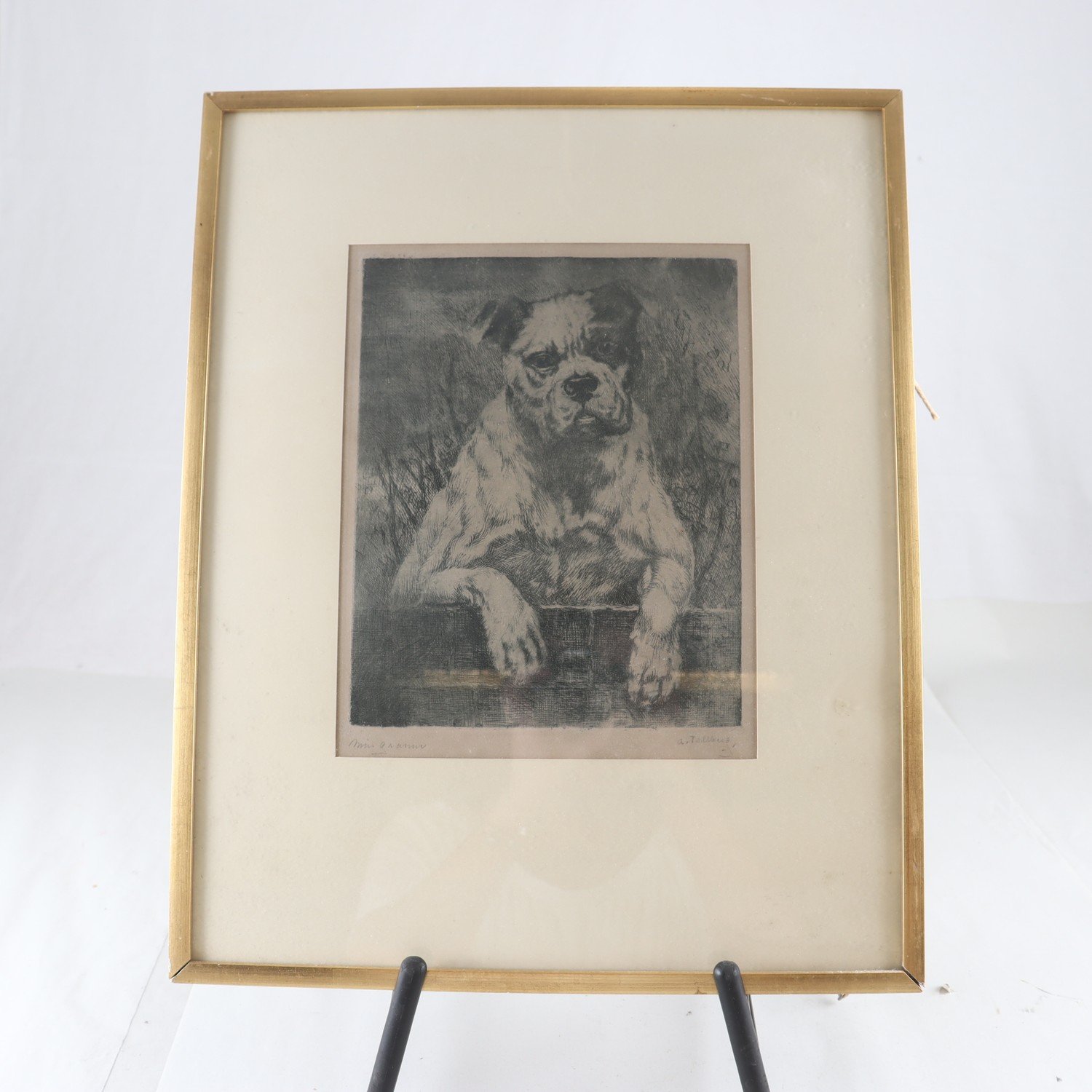 Etsning, Bulldog, Axel Tallberg, (1860-1928), sign. Endast avhämtning