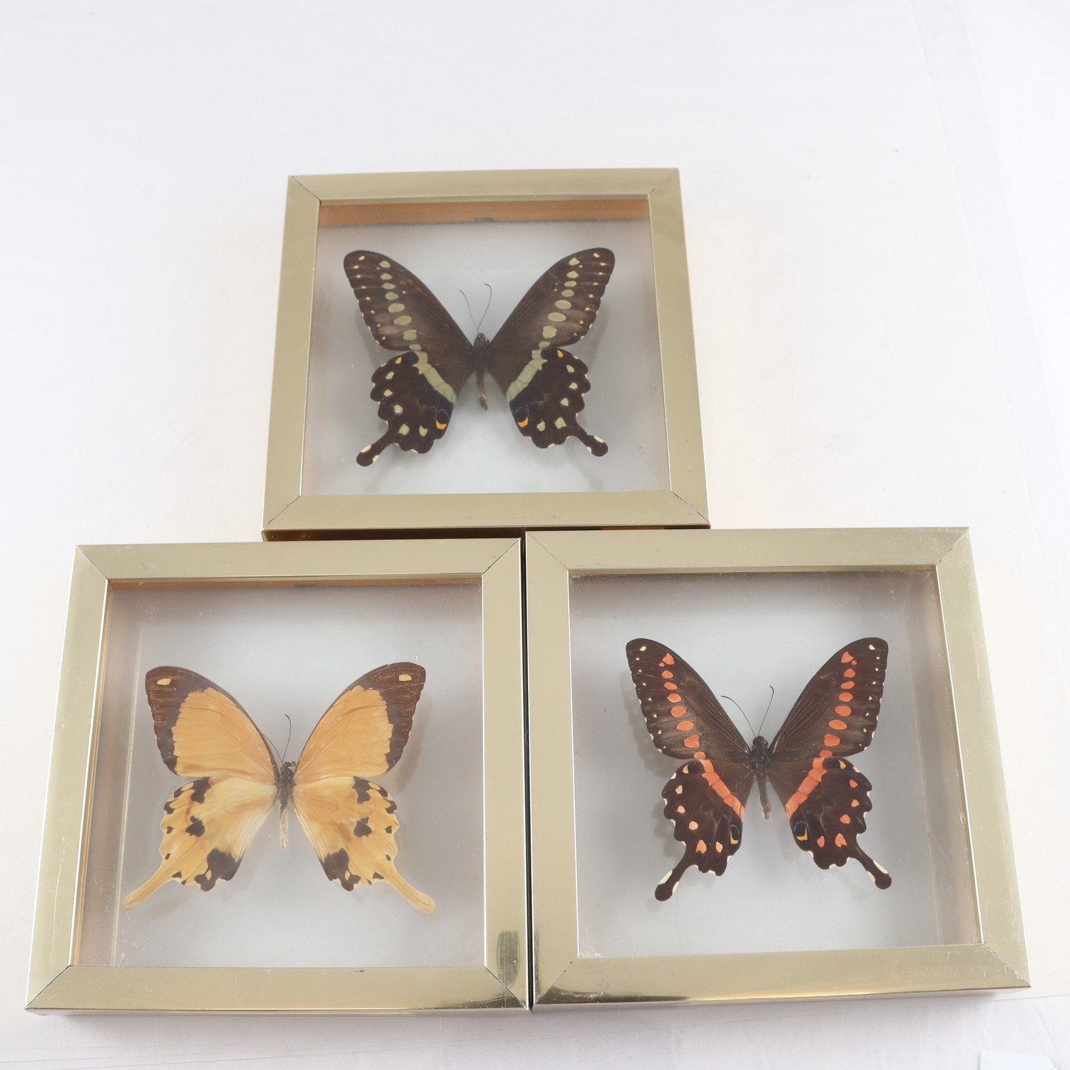Fjärilstavla, Papilio, Congo, metall, glas, 3 st. Samfraktas ej.