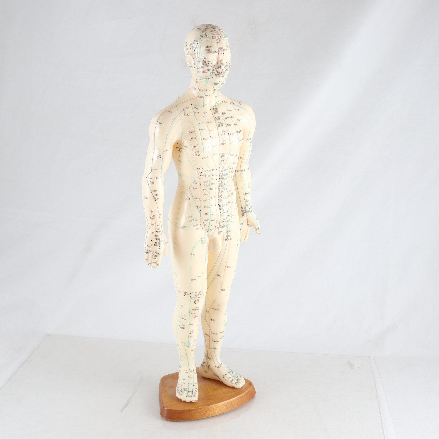 Akupunkturmodell, trä och plast. Samfraktas ej.