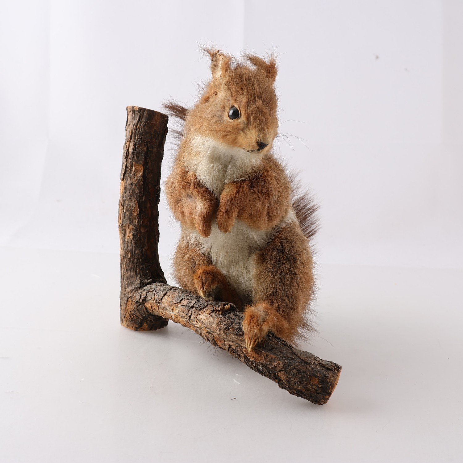 Taxidermi, uppstoppad ekorre på gren