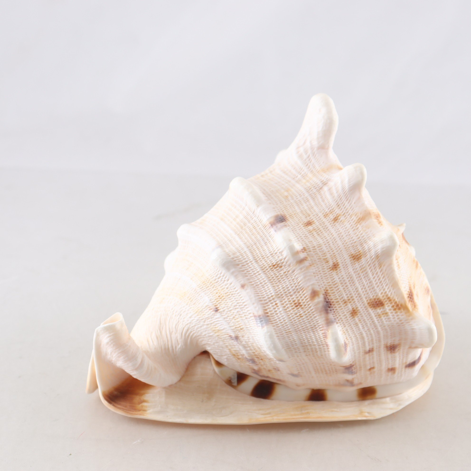 Snäcka. Samfraktas ej.