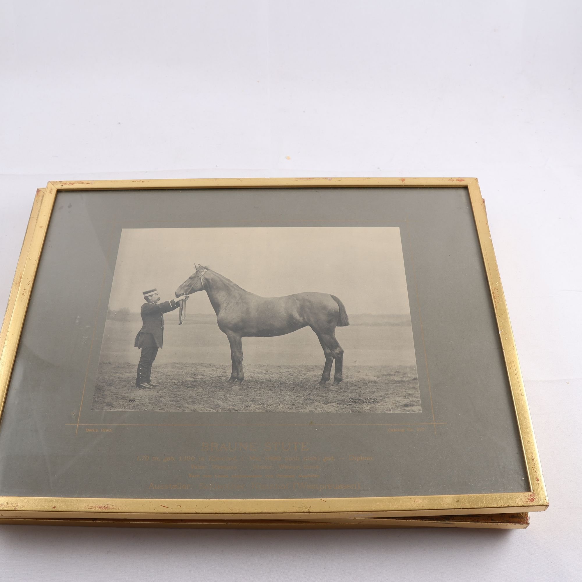 Tavlor, Fotografier, Utställningshästar, 4 st. Endast avhämtning.