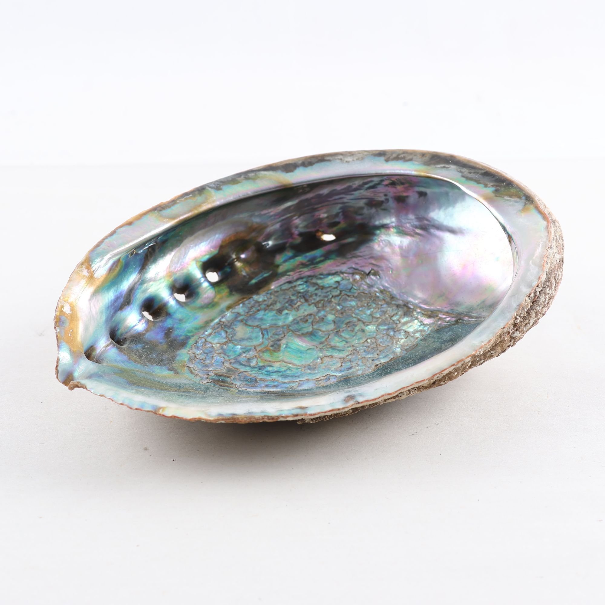 Dekoration, Snäckskal med pärlemor, ”Havsöra”.