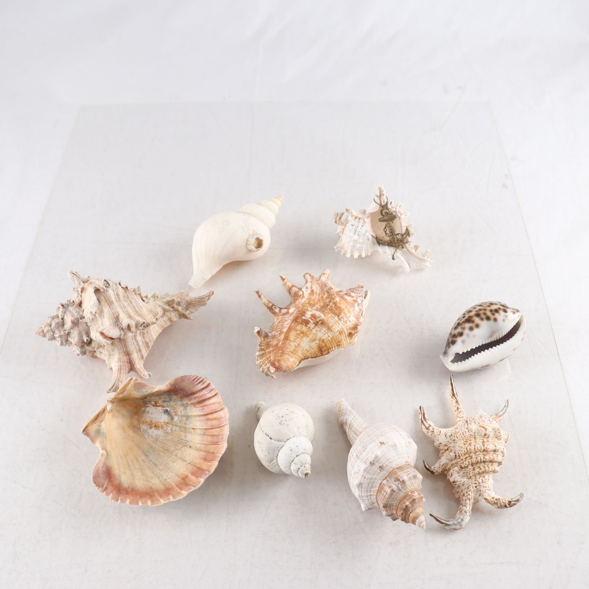 Snäckor, 9 st. Samfraktas ej.